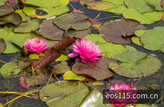 EOS阳光11选5开奖与走势分析